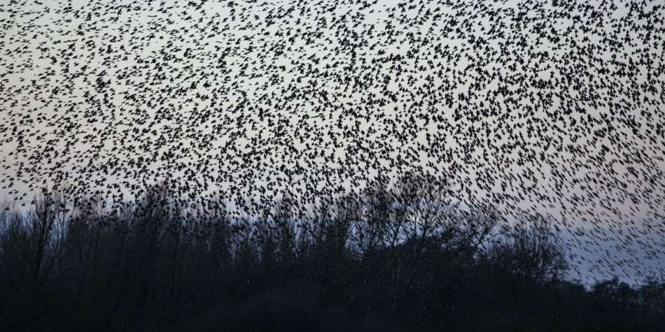 starlings winter sky dance