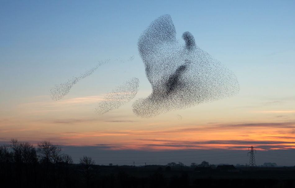 Starlings over Glastonbury