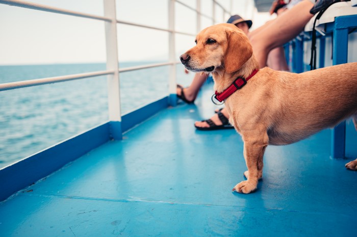 dog boat trip