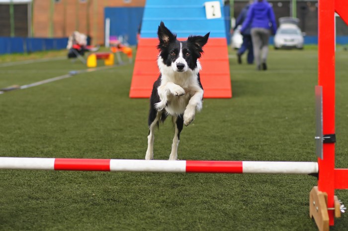 dog show stamford dog show stamford