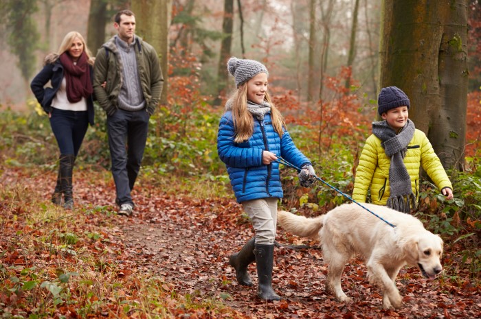 dog walk through the woods dog walk through the woods