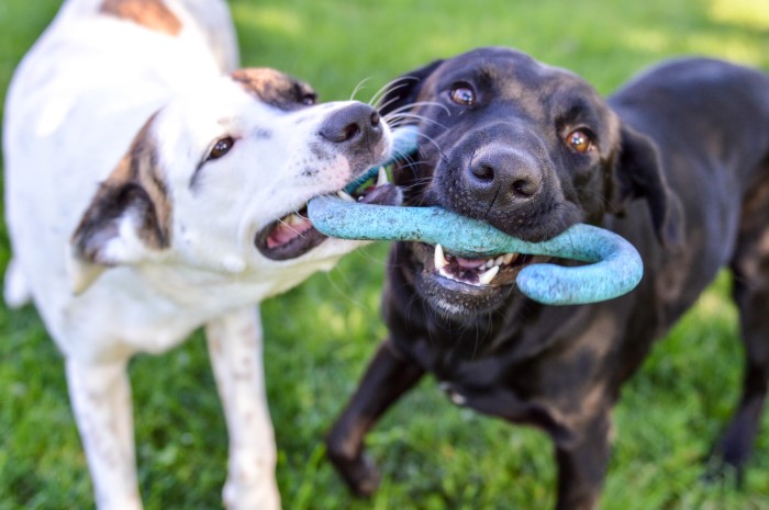 dogs playing in a park dogs playing in a park
