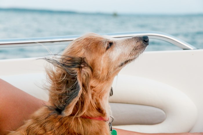 ely dog boat tour