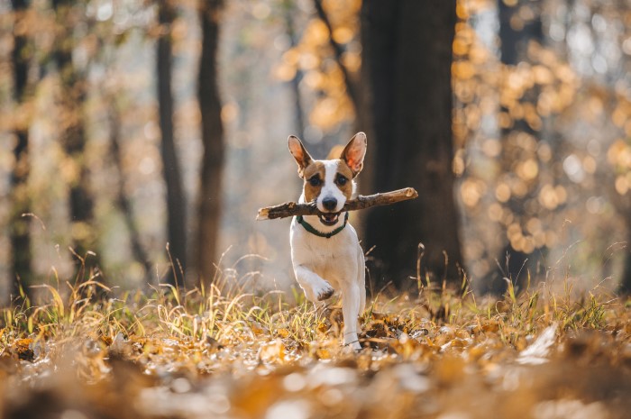 fetch fetch