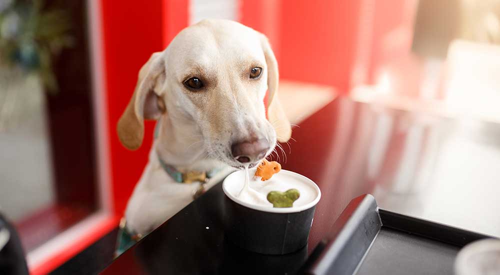 Dog-friendly-ice-cream