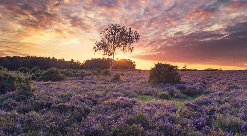 New-Forest,-Hampshire New-Forest,-Hampshire